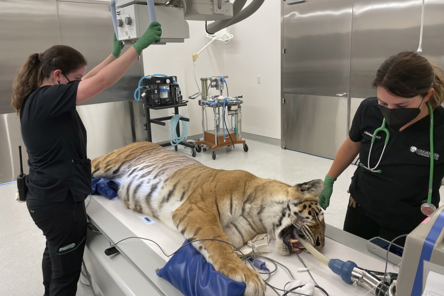 Lola the tiger gets X-rayed before her exam and dental procedure by a veterinarian team at the Oakland Zoo in Oakland, Calif., Thursday, July 14, 2022.