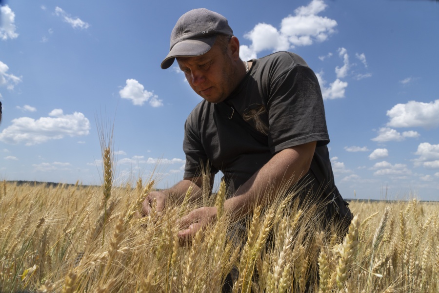 FILE - Farmer Andriy Zubko checks wheat ripeness on a field in Donetsk region, Ukraine, Tuesday, June 21, 2022. Military officials from Russia and Ukraine are set to hold a meeting in Istanbul to discuss a United Nations plan to export blocked Ukrainian grain to world markets through the Black Sea. Russia's invasion and war disrupted production and halted shipments of Ukraine, one of the world's largest exporters of wheat, corn and sunflower oil.