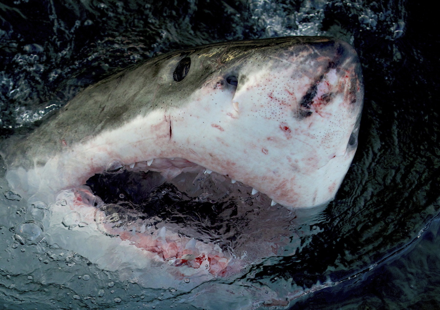 A great white shark at the water's surface. Shark Week offers 25 hours of programming dedicated to all varieties of the apex predators. (Warner Bros.