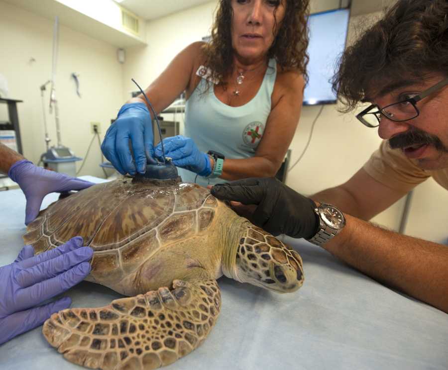 In this photo provided by the Florida Keys News Bureau, Bette Zirkelbach, left, manager of the Florida Keys-based Turtle Hospital, and Dan Evans, right, senior biologist of the Sea Turtle Conservancy, finish affixing a satellite tracking receiver to "Tortie," a juvenile green sea turtle on Friday, July 15, 2022, in Marathon, Fla. The reptile was found Dec. 1, 2021, unable to dive and afflicted with fibropapillomatosis -- a tumor-causing disease that develops from a herpes-like virus affecting sea turtles globally. After being treated at the hospital, "Tortie" is to be released later Friday morning to join the 15th annual Tour de Turtles, an online "race" that is to follow a dozen released turtles for three months.
