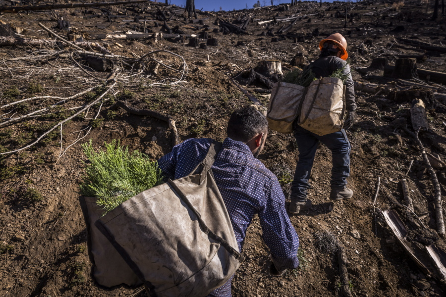 Workers hired carry giant sequoia seedlings to be planted on a hillside in Mountain Home State Demonstration Forest outside Springville, Calif., on April 26.