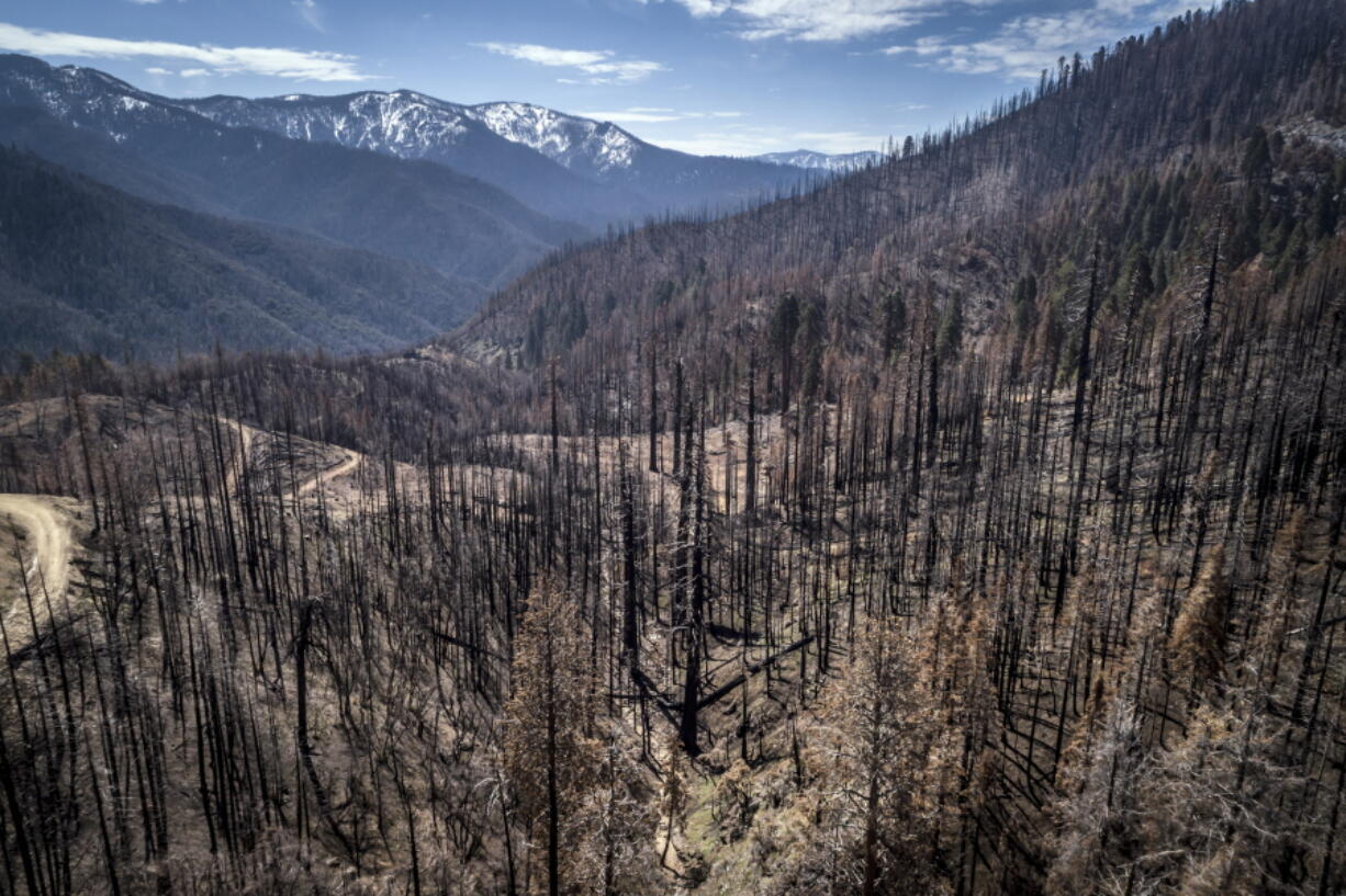 A burned hillside where crews are planting seedlings including Giant Sequoia in Mountain Home State Demonstration Forest outside Springville, Calif., on April 26.