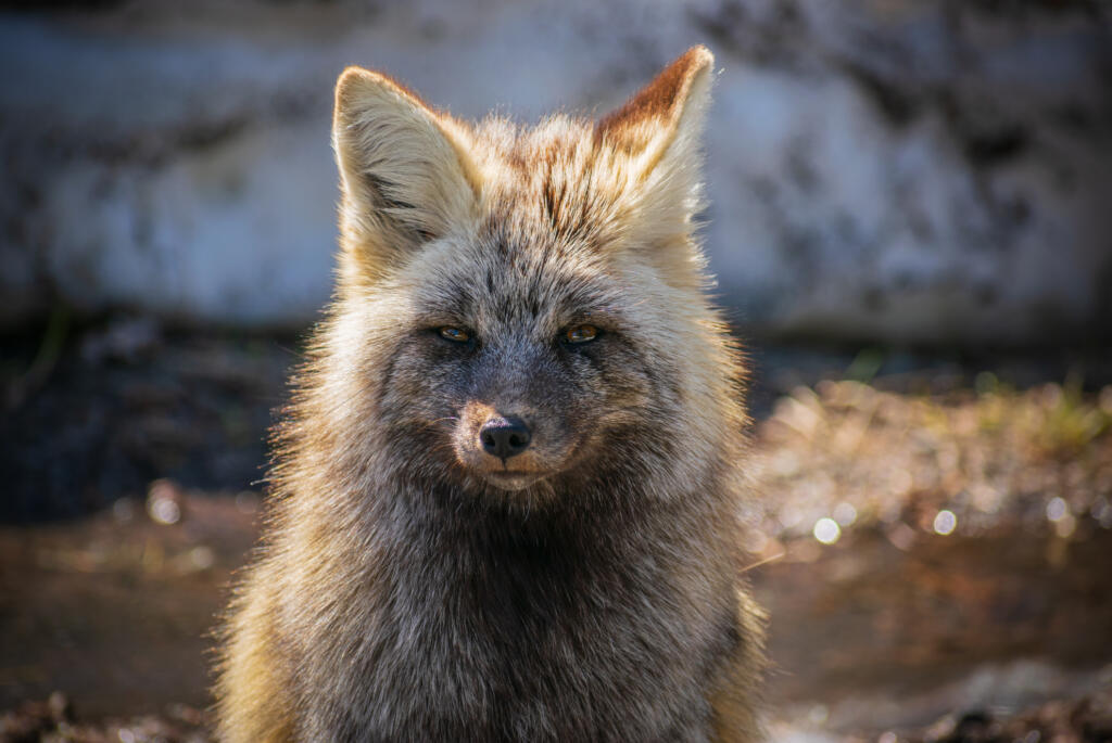 Mount Rainier National Park is home to the Cascade Red Fox. This fox calls the southern flanks of the mountain home.