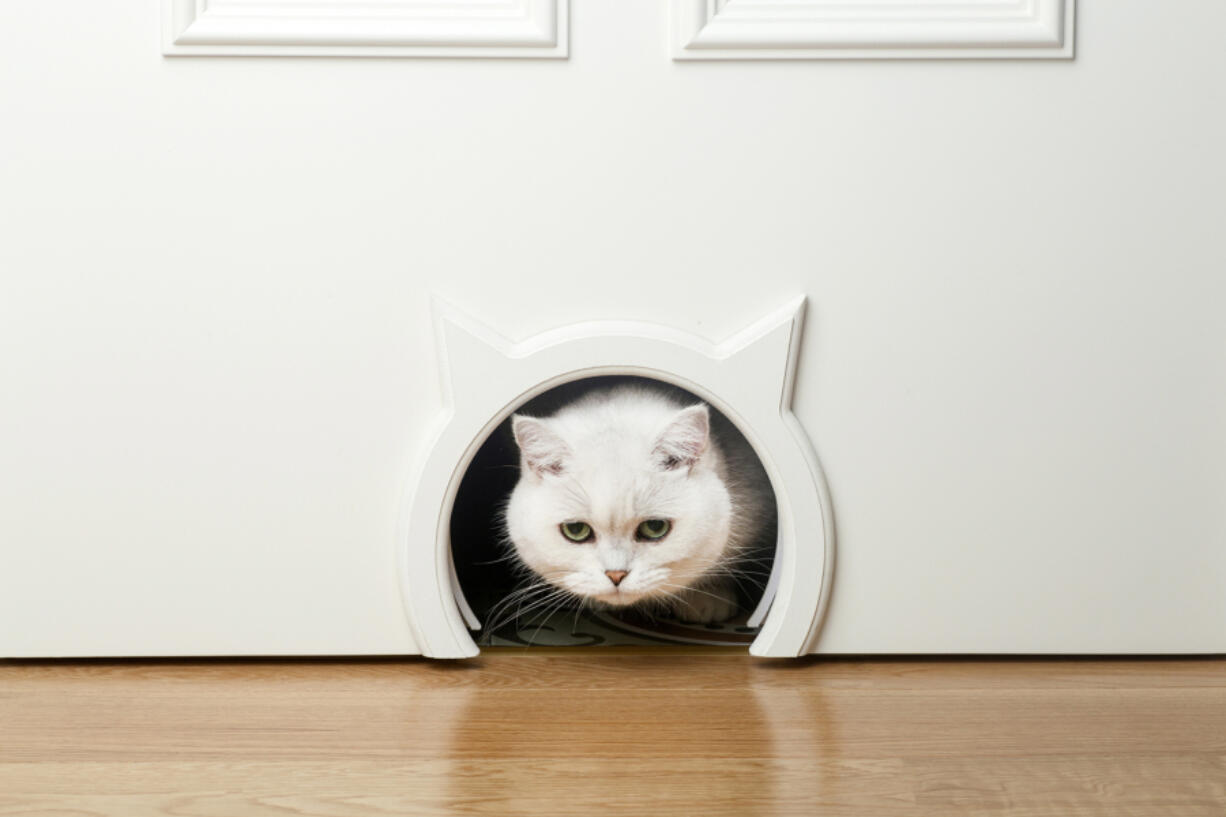 Well-maintained pet doors play an important role in keeping your pets safe around your home.