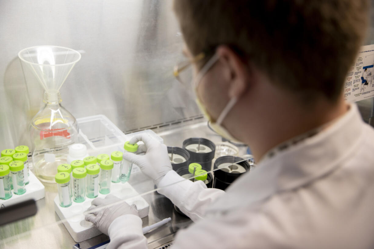 Research assistant Jack Buitrago demonstrates how oral rinse samples are processed for the Healthy Oregon Project in the Integrated Genomics Laboratory at Oregon Health & Science University in Portland, Oregon on Monday, July 18, 2022.