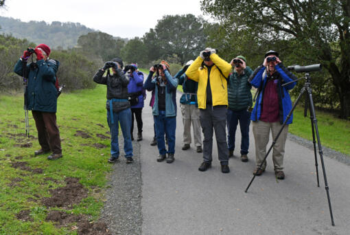 Volunteers search for birds along the trial at the Lafayette Reservoir in Lafayette, California, on Sunday, Dec. 19, 2021. Volunteers spent 9 hours walking along the trails of the Lafayette Reservoir counting birds for the 122nd Audubon Christmas Bird Count. The bird count occurs from Dec. 14 through Jan. 5, 2022.