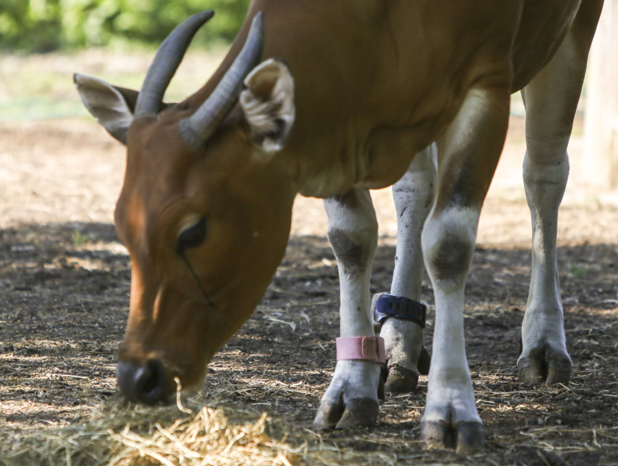 To research how physical activity changes during fertility in bantengs, workers at the St. Louis Zoo have put fitness trackers on the back ankles of two of the female bantengs. The front ankle has a colored tag to differentiate between the two, one wearing pink and the other wearing blue. (Photos by Allie Schallert/St.