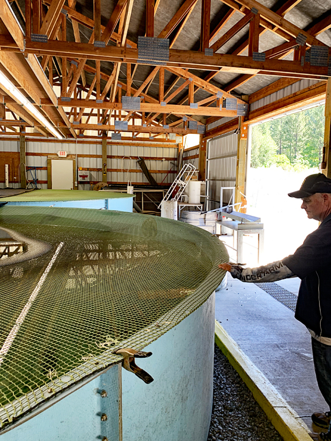 Salmon-sitting: Rick Zollman checks in on a pen full of broodstock at Lookingglass Hatchery.