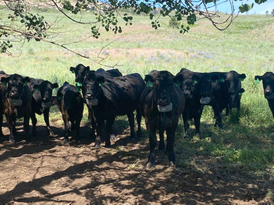 Joy and Mike Wilson's cows wear special collars that track their location and allow the Wilson's to keep them penned by "virtual fences" through sound alerts and low-voltage shocks, removing the need for physical fences.