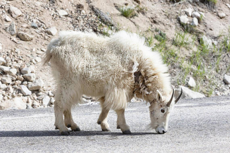 A mountain goat licks salt from the road on Idaho 21 near Stanley, Idaho, on June 1, 2021. (Photos by SARAH A.