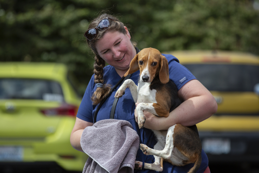 Liz Everling, director of animal care and population management, holds a rescue beagle as she unloads a transport van carrying 15 beagles at the Humane Society for Southwest Washington in east Vancouver on Saturday.