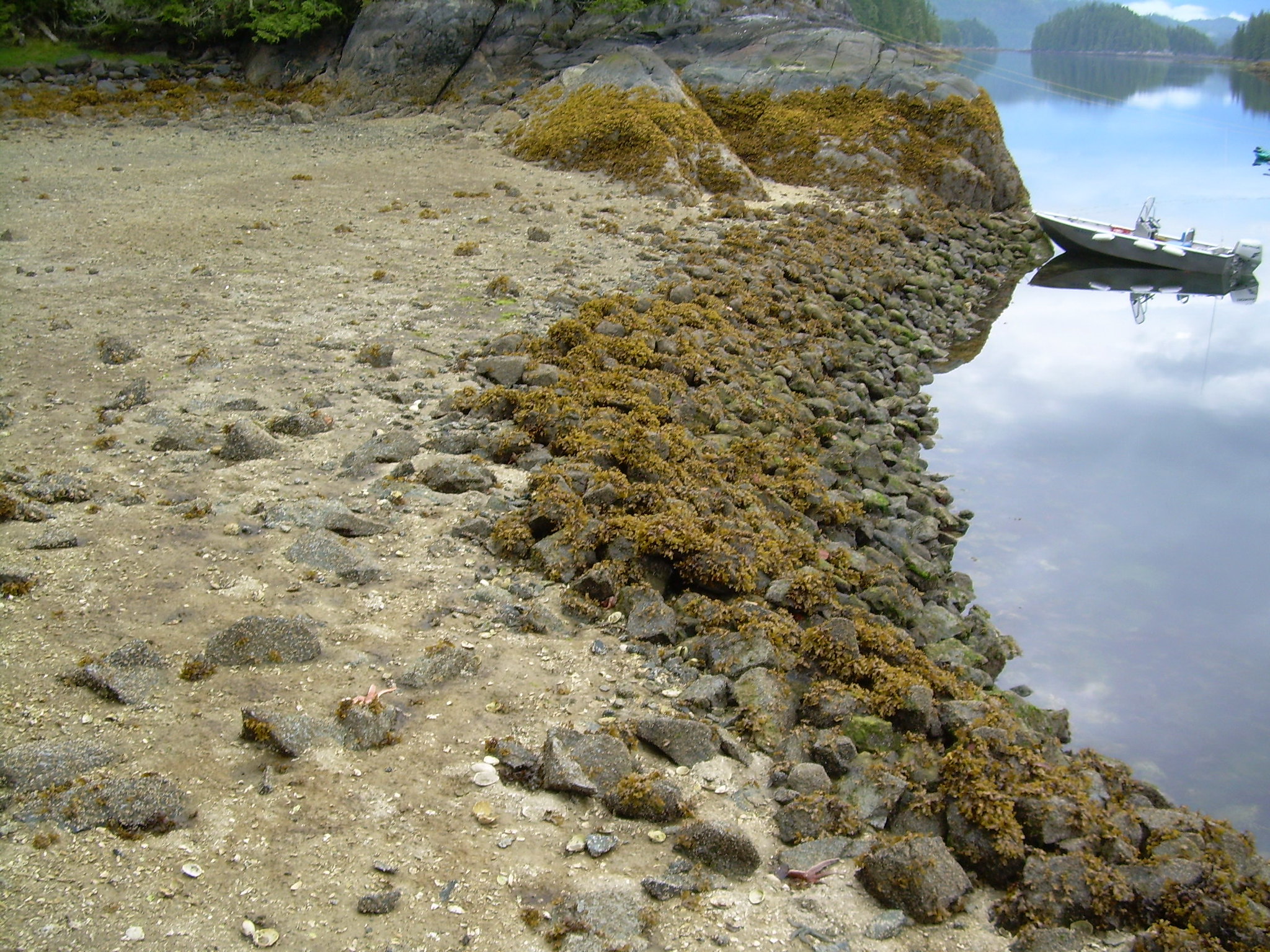 Clam garden in the Broughton Archipelago. Note how the lower intertidal zone rock wall has created a terrace of shell hash in the mid-intertidal, creating productive clam habitat in a location where there wasn’t even a beach before.