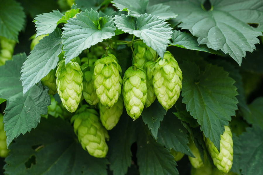 Last year, Washington's hop harvest was 84.6 million pounds, which accounted for 73 percent of the U.S. hop supply.