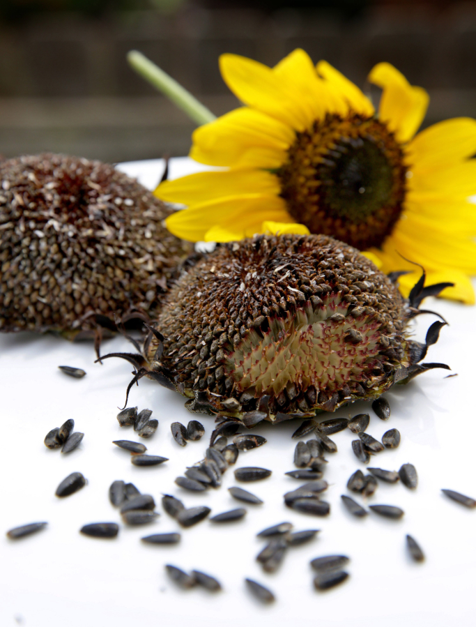 Grilled sunflower heads (PHotos by Hillary Levin/St.
