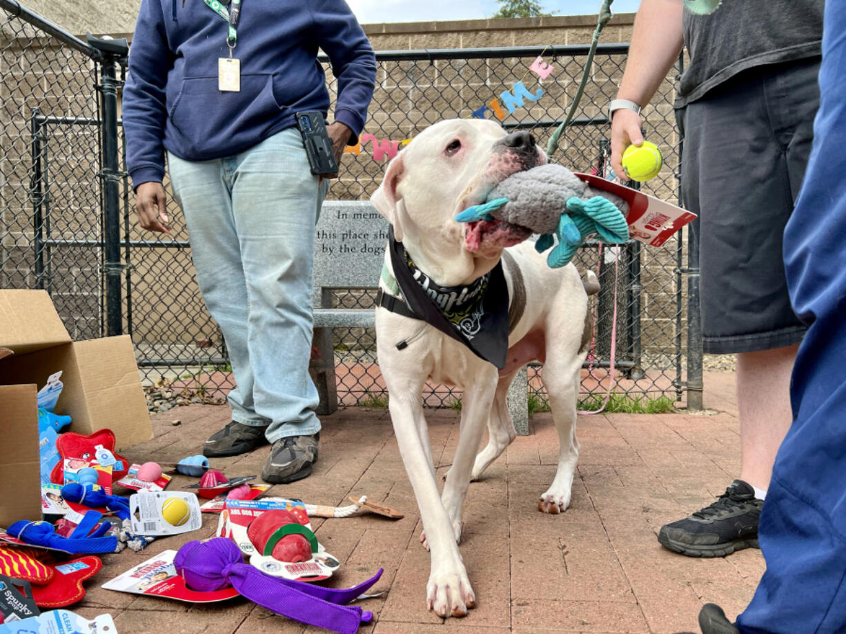 White mastiff mix Diesel carries around a squeaky Kong toy on Friday. The gift is from one of the sponsors partnering with cannabis company DogHouse to host the birthday celebration.