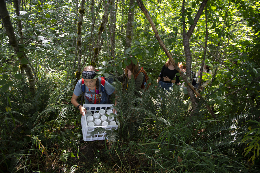 Aubrey Gay, 13, of Ridgefield, front, hikes through the thick brush at Coldwater Lake while hauling sediment samples collected during the GeoGirls outdoor volcano science program summer camp on Wednesday morning.