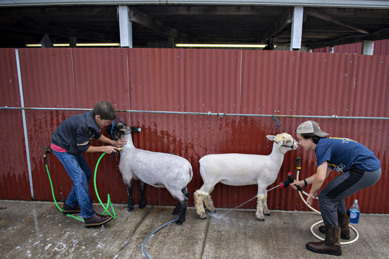 Porter Lowery, 12, of Brush Prairie, left, prepares his lamb, Oreo, for showtime while joined by Jonah Cady, 14, of La Center and his lamb, Cheerio, during the Clark County Fair on Friday morning, Aug. 12, 2022.