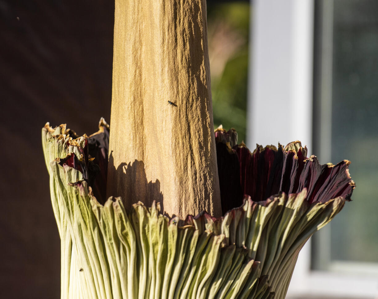 Flies land on the spike of Titan VanCoug, a corpse flower, blooms Wendesday, Aug. 17, 2022, at Washington State University Vancouver. The rare flower only blooms for 24-48 hours. It last bloomed in 2019.