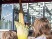Onlookers view Titan VanCoug, a corpse flower, as it blooms Wendesday, Aug. 17, 2022, at Washington State University Vancouver. The rare flower only blooms for 24-48 hours. It last bloomed in 2019.