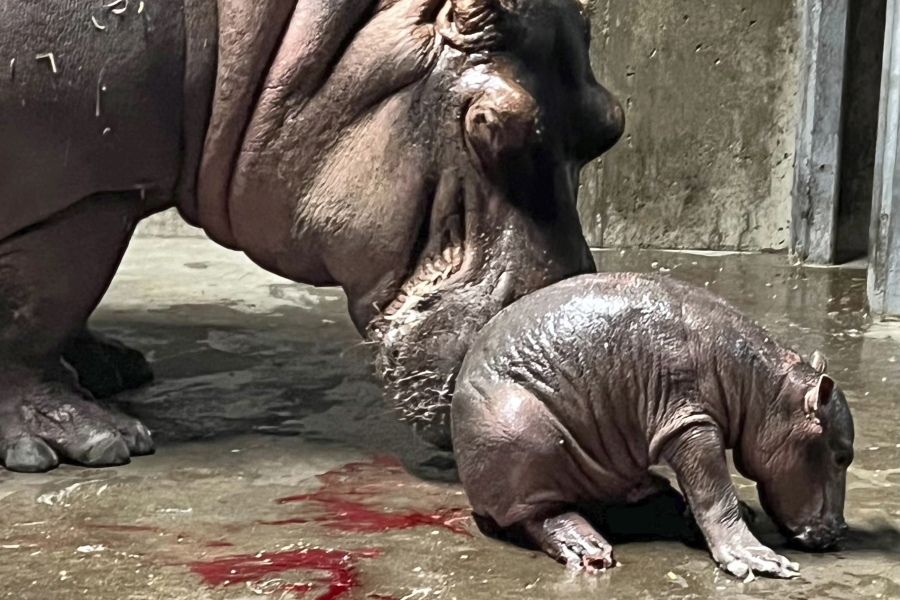 In this photo provided by the Cincinnati Zoo & Botanical Garden, Bibi, a 23-year-old hippopotamus, stands by her new baby, born Wednesday, Aug. 3, 2022. The staff at the zoo discovered the calf's mother was pregnant around April Fool's Day. It came as a surprise because she was on birth control.