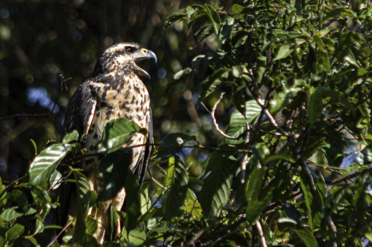 In this July 22, 2019 photo provided by Rodrigo Vargas, a black hawk sits on a tree in Cristalino II State Park in the state of Mato Grosso, in Brazil.