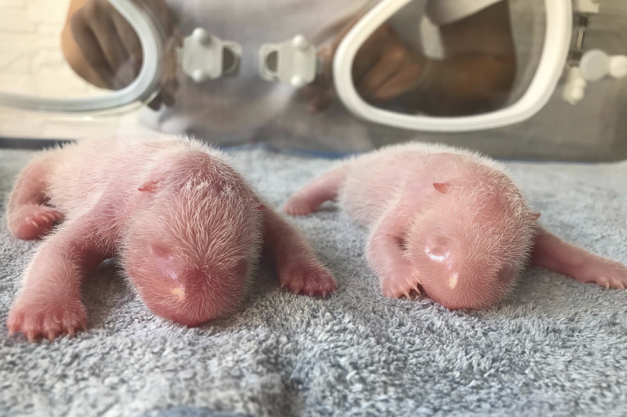 This photo released by Qinling Giant Panda Research Center, shows newly born twin Panda cubs, male at left and female at right, at the center in Xi'an, in northwestern China's Shaanxi Province on Tuesday, Aug 23, 2022. The male cub weighed 176.4 grams while the female cub weighed 151.2 grams when they were born at the on Tuesday morning, according to the Qinling Panda Research Center.