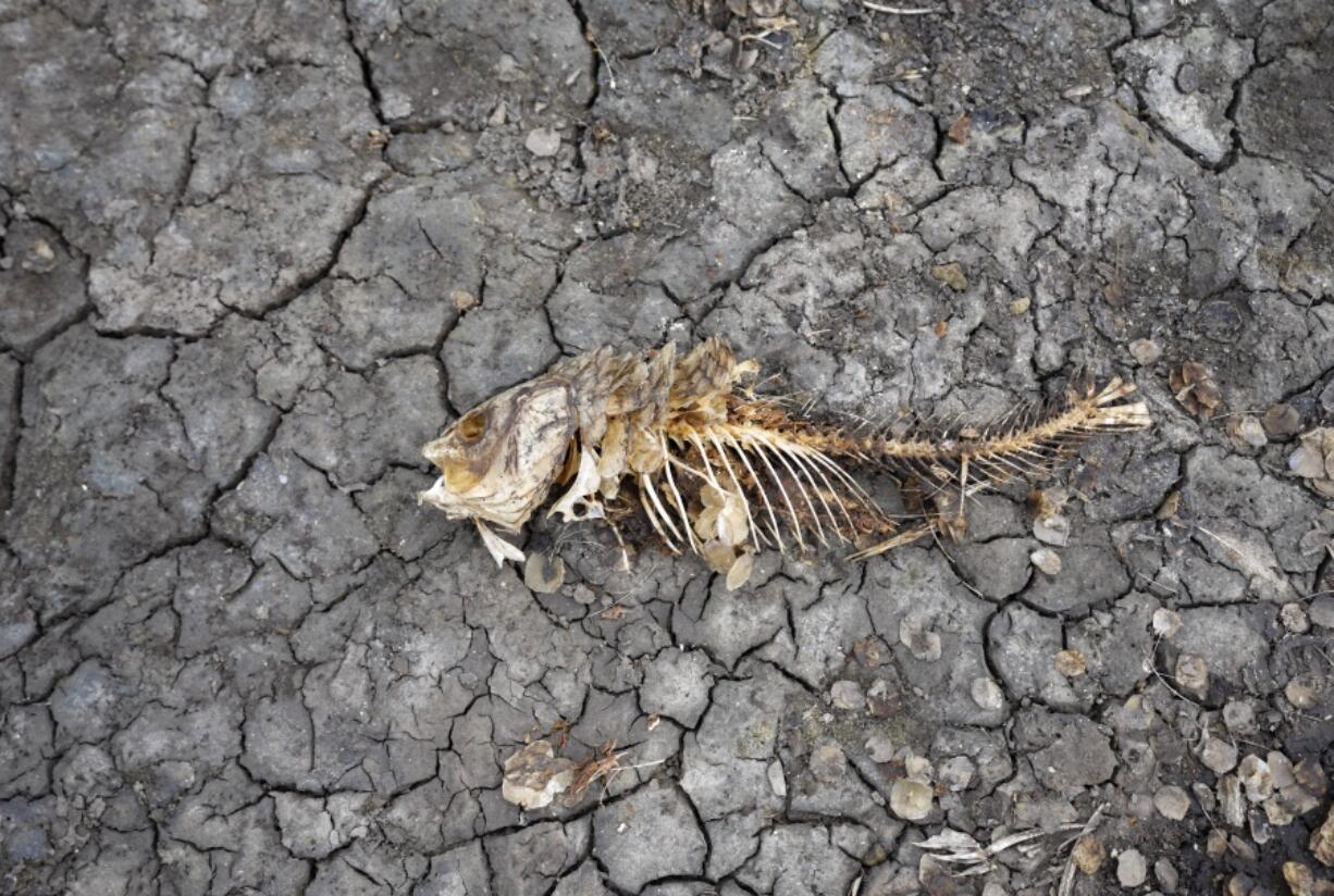 FILE - A dead fish skeleton laying on the cracking earth of a dry lake bed near the village of Conoplja, 150 kilometers north-west of Belgrade, Serbia, Tuesday, Aug. 9, 2022. Water shortages reduced Serbia's hydropower production. An unprecedented drought is afflicting nearly half of the European continent, damaging farm economies, forcing water restrictions and threatening aquatic species. Water levels are falling on major rivers such as the Danube, the Rhine and the Po.