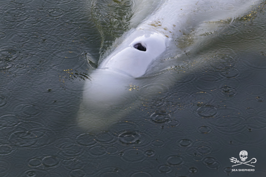 In this image, taken Saturday, Aug. 6, 2022 by environmental group Sea Shepherd, shows a Beluga whale in the Seine river in Notre Dame de la Garenne, west of Paris. French environmentalists said Monday efforts to feed a dangerously thin Beluga whale that has strayed into the Seine River have failed so far. Experts are now seeking ways to get the animal out of the river lock where it is now stuck.