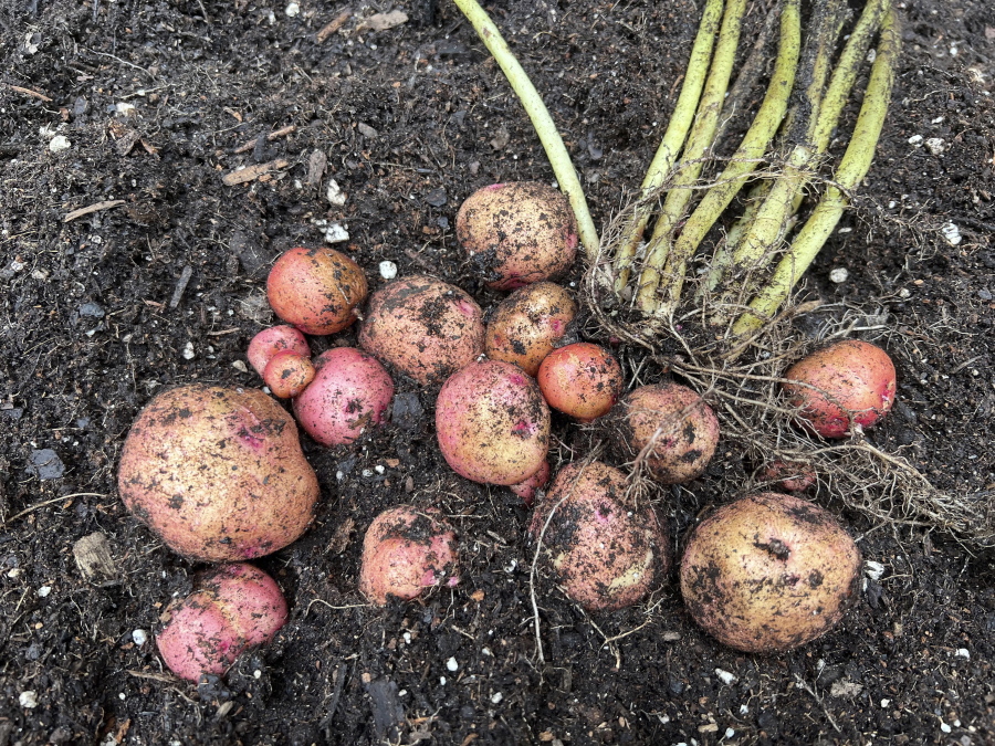 Red gold potatoes are harvested this month in Glen Head, N.Y. Knowing when to harvest your potatoes can feel like something of a guessing game.