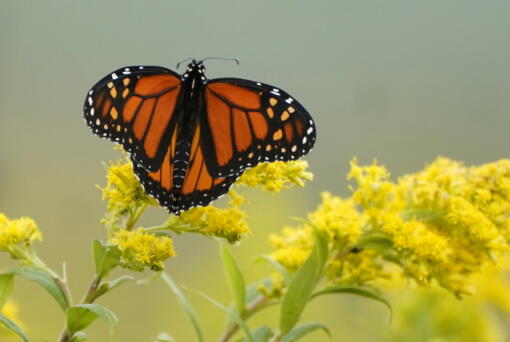 A monarch butterfly pauses in a field of goldenrod on Sept. 11, 2020, at the Flight 93 National Memorial in Shanksville, Pa. The International Union for the Conservation of Nature officially categorized the monarch as "endangered" and added it to its red list of threatened species on July 21. (Gene J.