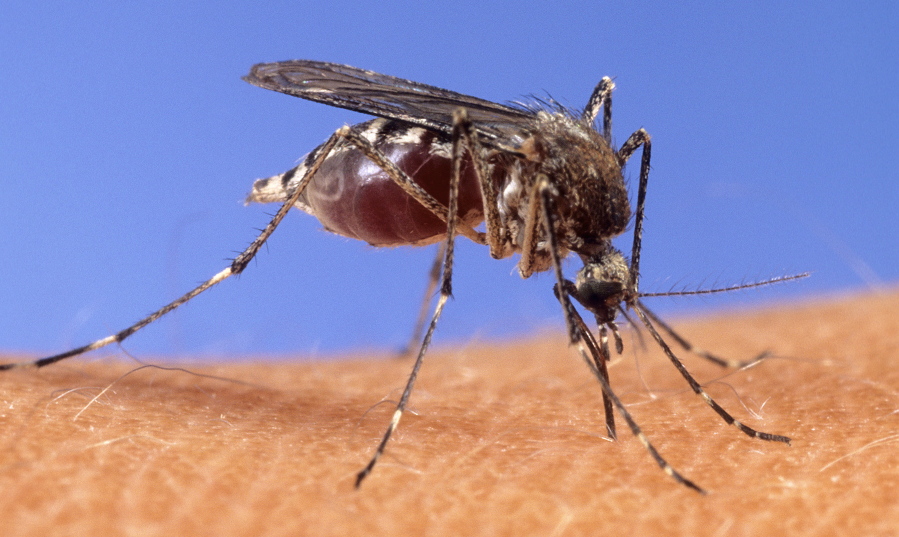 This image provided by the USDA Agricultural Research Service shows a closeup of a mosquito on human skin.