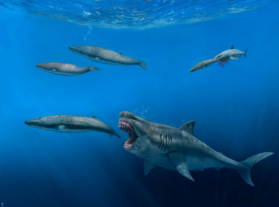 A 52-foot Otodus megalodon shark predating on an 26-foot Balaenoptera whale in the Pliocene epoch, between 5.4 to 2.4 million years ago. (Illustration by J. J.