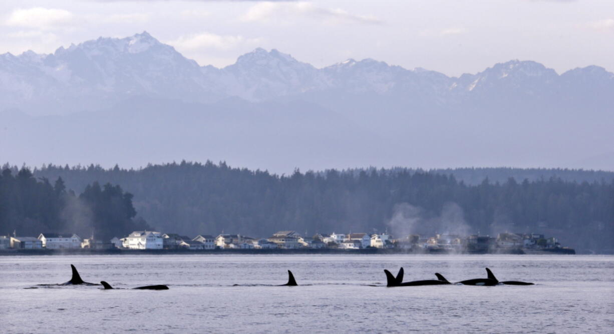 FILE - In this Jan. 18, 2014, file photo, endangered orcas swim in Puget Sound and in view of the Olympic Mountains just west of Seattle, as seen from a federal research vessel that has been tracking the whales. A federal court ruling this week has thrown into doubt the future of a valuable commercial king salmon fishery in Southeast Alaska, after a conservation group challenged the government's approval of the harvest as a threat to protected fish and the endangered killer whales that eat them.