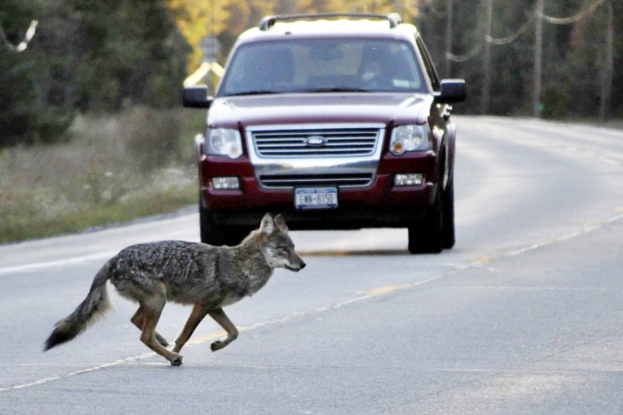 FILE -- A coyote runs across state Route 3 outside of Tupper Lake, N.Y., in the Adirondacks, Sept. 20, 2010. Advocates think wolves are hunting and howling in the Northeast woods, more than a century after they were shot, trapped and poisoned into eradication across the region. Complicating the question is the fact that wolves can not only appear similar to eastern coyotes, but that they typically share genetic material.