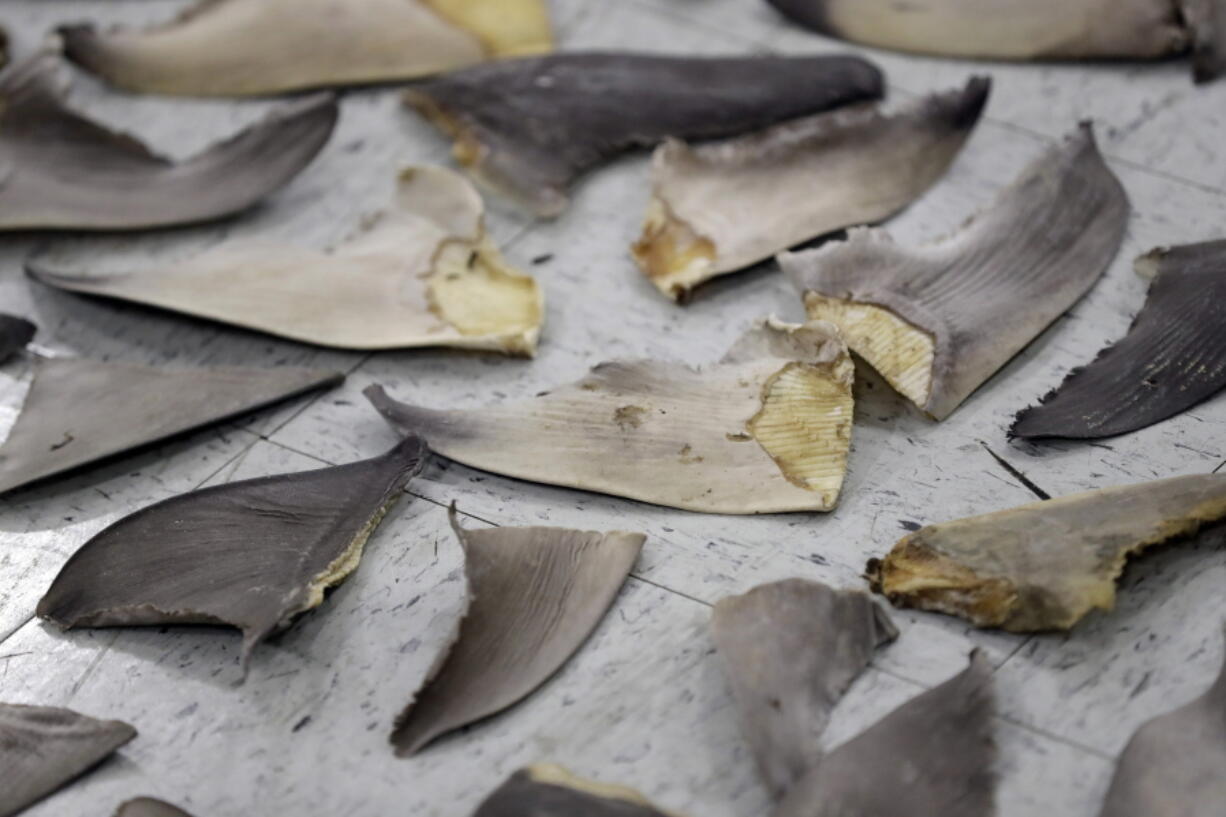 FILE - Confiscated shark fins are shown during a news conference, Thursday, Feb. 6, 2020, in Doral, Fla. A spate of recent criminal indictments highlights how U.S. companies, taking advantage of a patchwork of federal and state laws, are supplying a market for fins that activists say is as reprehensible as the now-illegal trade in elephant ivory once was.