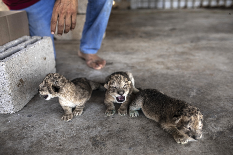 Three newborn lion cubs are displayed Saturday at Nama zoo in Gaza City.