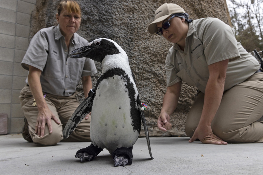Wildlife care specialists Debbie Dention, left, and Lara Jones watch as a penguin named Lucas tests custom orthopedic footwear at the San Diego Zoo.