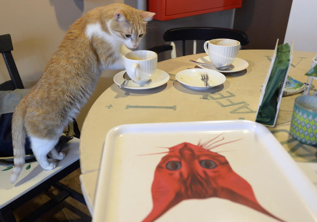 One of seven cats that keep the company of the visitors at a new "Miau Cafe" finishes a cake Jan. 13, 2018 in Warsaw, Poland. A Polish scientific institute classified domestic casts as an "invasive alien species" due to the vast damage they inflict on birds and other wildlife.