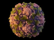 FILE - This 2014 illustration made available by the U.S. Centers for Disease Control and Prevention depicts a polio virus particle. The polio virus has been found in New York City's wastewater in another sign that the disease, which hadn't been seen in the U.S. in a decade, is quietly spreading among unvaccinated people, health officials said Friday, Aug. 12, 2022.