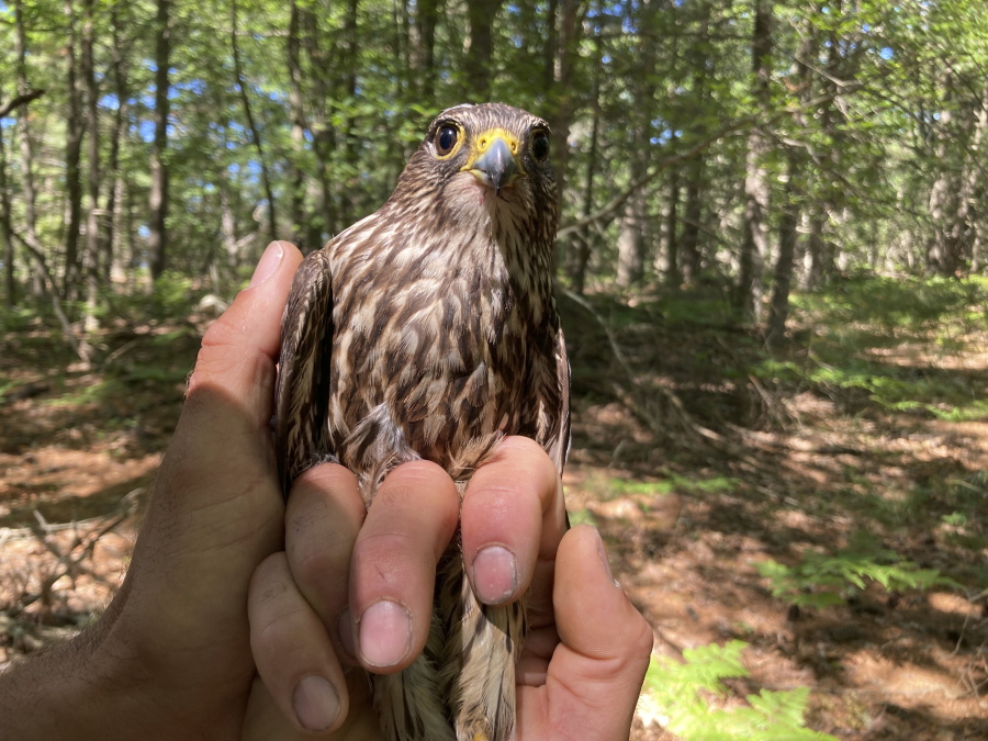 A captured merlin is held near Lake Michigan on June 27, 2022, near Glen Arbor, Mich., where it will be fitted with a leg band and tracking device. The mission will enhance knowledge of a species still recovering from a significant drop-off caused by pesticides and help wildlife managers determine how to prevent merlins from attacking endangered piping plovers at Sleeping Bear Dunes National Lakeshore.