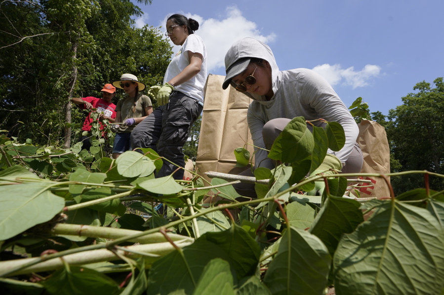 Fin Jones, of Falmouth, Mass., a member of the Mashpee Wampanoag tribe, top center, and Jessica Tran, right, of St. Paul, Minn., work to remove invasive plant species at the Wampanoag Common Lands project, in Kingston, Mass., Tuesday, Aug. 2, 2022. The project by the Native Land Conservancy is among efforts by tribes and other Native groups nationwide to reclaim and repair lands altered by western civilization.
