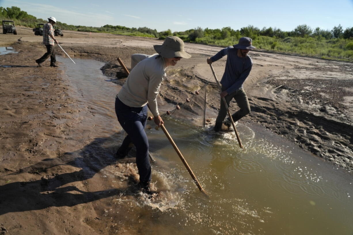Fish biologists work to rescue the endangered Rio Grande silvery minnows from pools of water in the dry Rio Grande riverbed Tuesday, July 26, 2022, in Albuquerque, N.M. For the first time in four decades, the river went dry and habitat for the endangered silvery minnow -- a shimmery, pinky-sized native fish -- went with it.