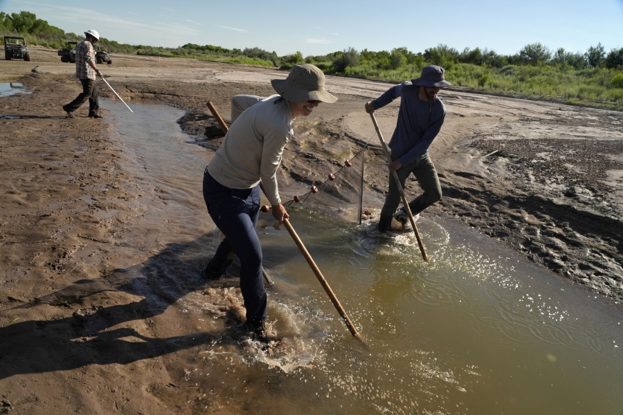 Fish biologists work to rescue the endangered Rio Grande silvery minnows from pools of water in the dry Rio Grande riverbed Tuesday, July 26, 2022, in Albuquerque, N.M. For the first time in four decades, the river went dry and habitat for the endangered silvery minnow -- a shimmery, pinky-sized native fish -- went with it.