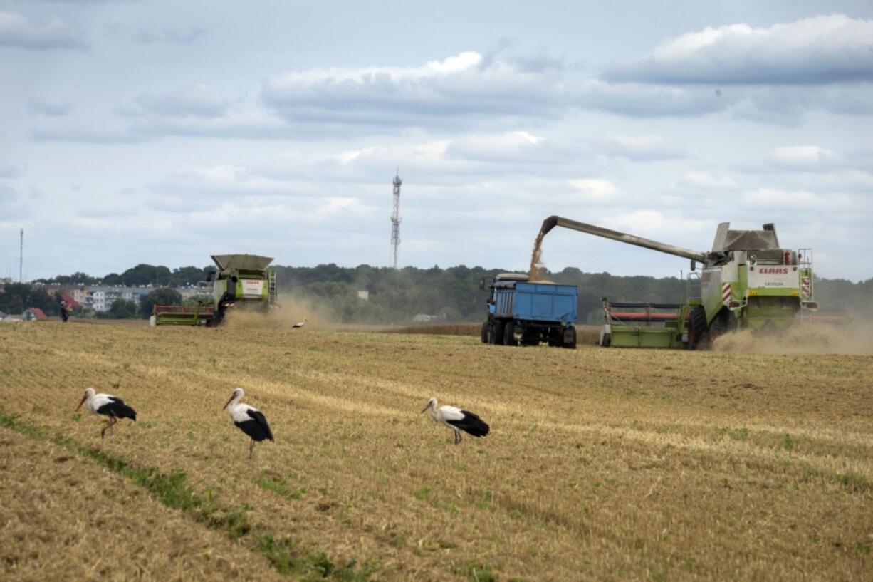 Storks walk in front of harvesters in a wheat field in the village of Zghurivka, Ukraine, Tuesday, Aug. 9, 2022. Before the war, Ukraine was seen as the world's bread basket, exporting 4.5 million tons of agricultural produce a month through its ports. Millions of tons of grain have been stuck due to Russian blockages since February. Under a deal brokered by Turkey and the UN last month, Russia agreed not to target ships in transit, and grain ships started to leave Ukraine as hopes grow for export stability.