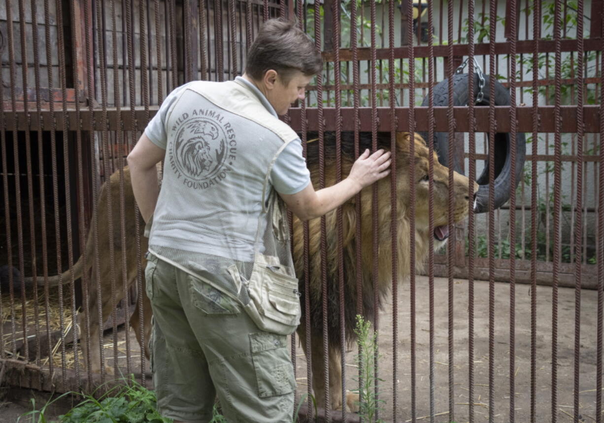 Natalia Popova, 50, pets a lion at her animal shelter in Kyiv region, Ukraine, Thursday, Aug. 4, 2022. Popova, in cooperation with the animal protection organisation UA Animals, has already saved more than 300 animals from the war, 200 of them were sent abroad, and 100 found a home in most western regions of Ukraine, which are considered to be safer.