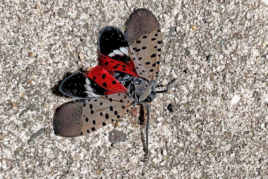 This photo shows a Spotted Lanternfly, in Long Branch, NJ, Aug. 7, 2022. Kill-on-sight requests in New York City and elsewhere are part of an aggressive campaign against an invasive pest that has spread to about a dozen states in eight years.