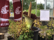 Corpse flower Titan VanCoug on the WSU Vancouver campus in July 2019.
