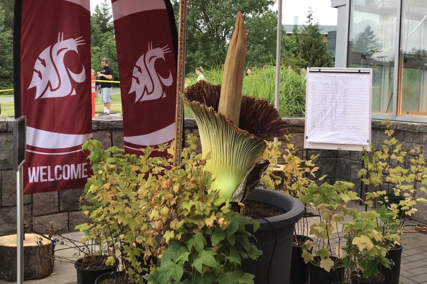 Corpse flower Titan VanCoug on the WSU Vancouver campus in July 2019.