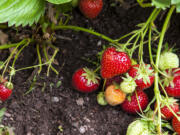 Strawberry plants and fruits growing in garden.