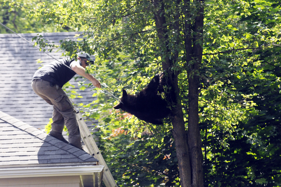 A state wildlife biologist uses a syringe at the end of a pole to inject Telazol into a young black bear that had climbed up a tree in West Hartford, Conn. The bear was relocated.